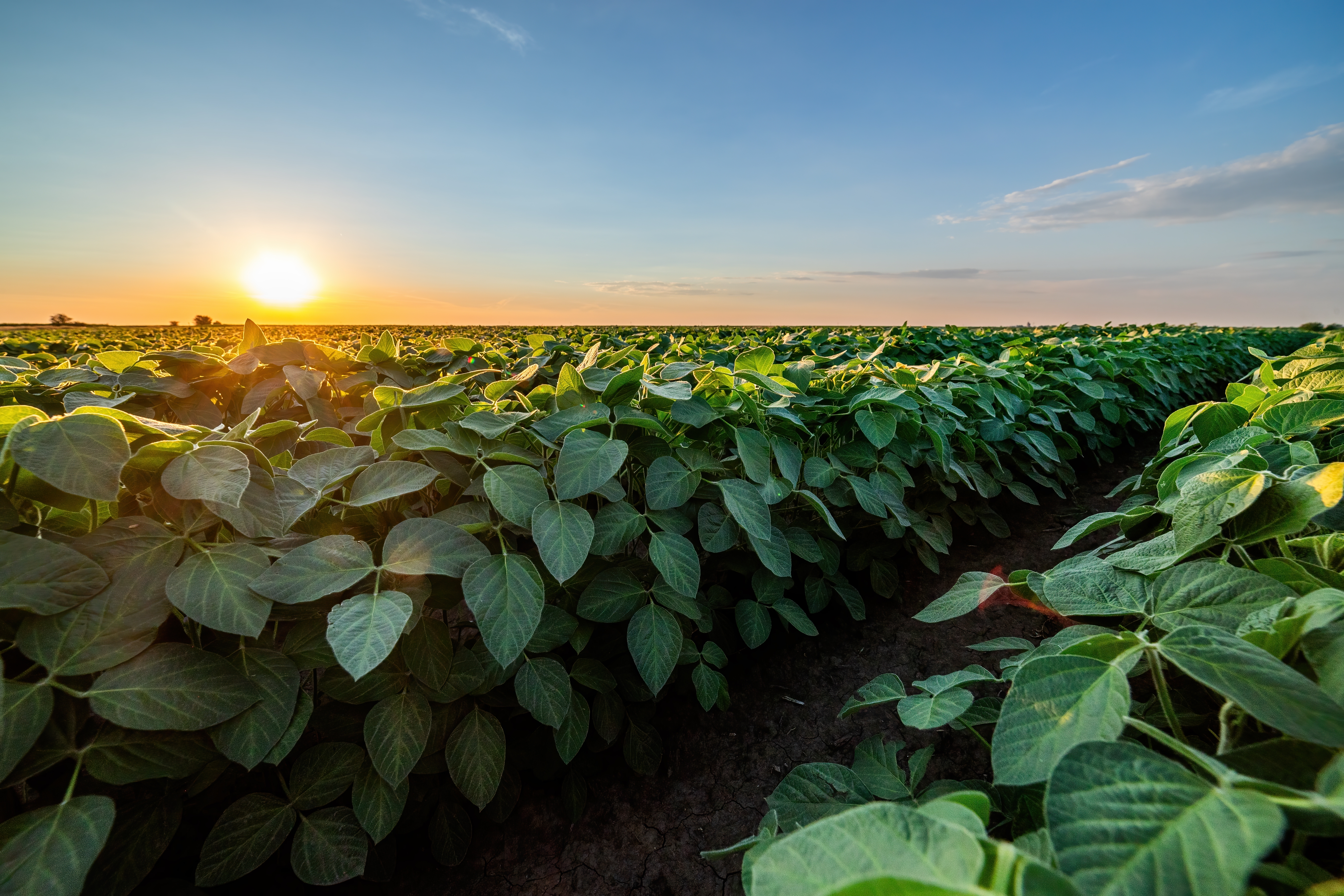 Lush green field illuminated by a setting sun.