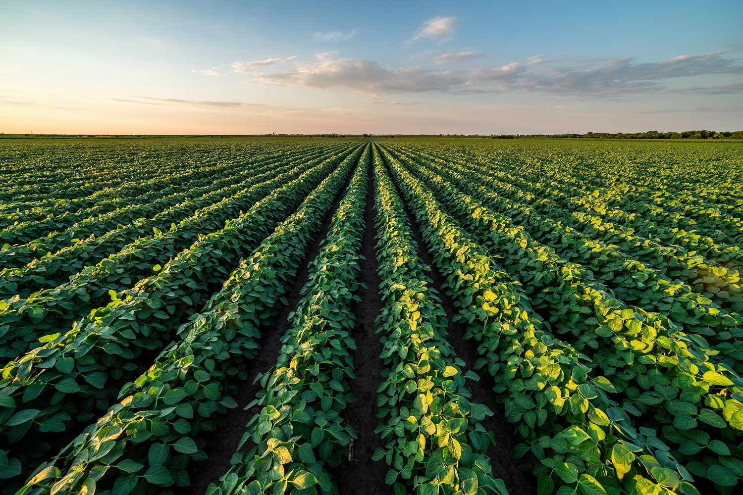 Vast agricultural field with straight rows of green plants under a partly cloudy sky.