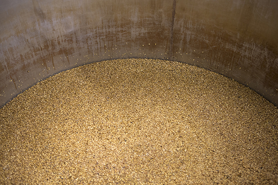 Millet in brewing tank in micro brewery