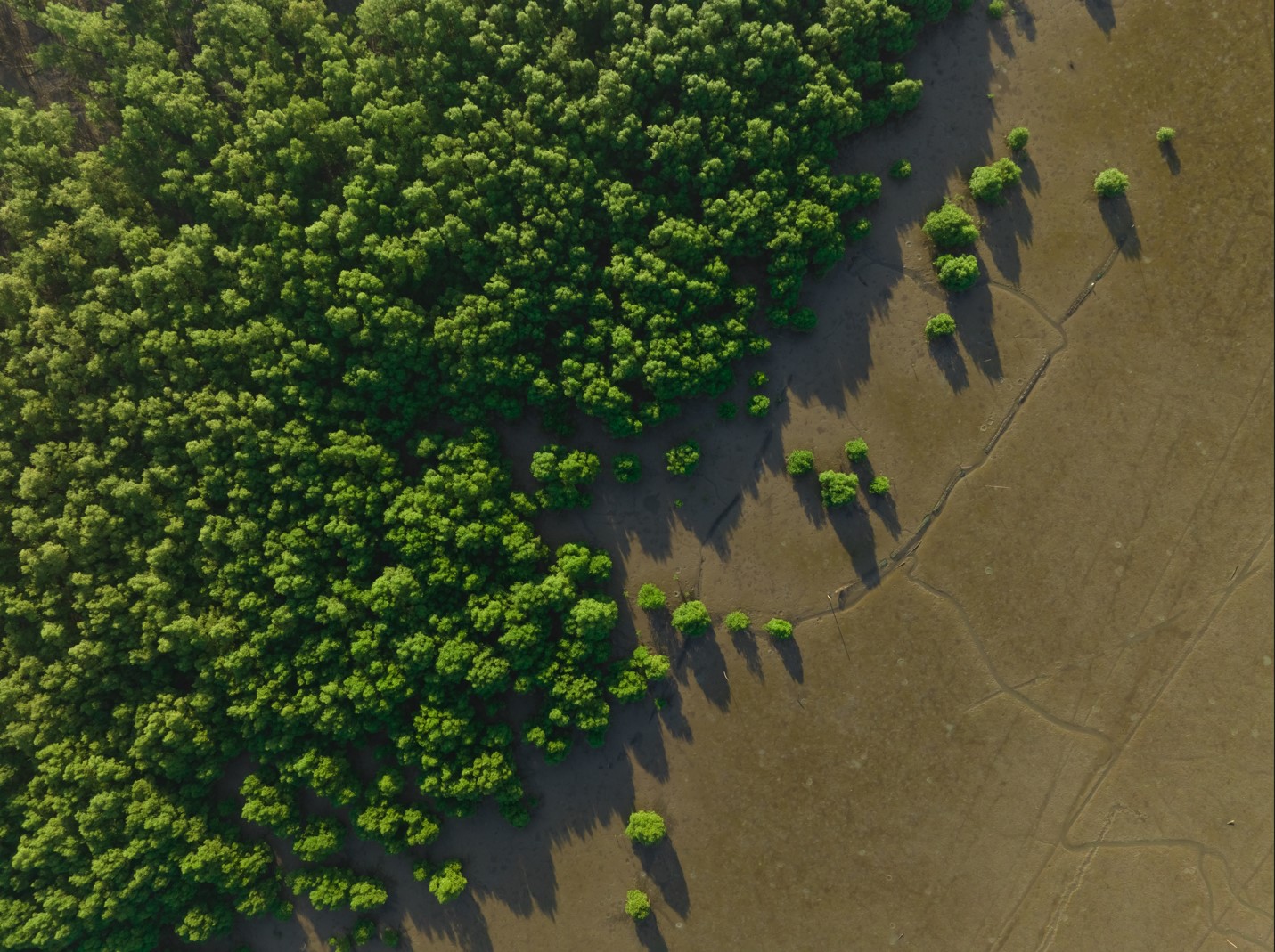 Aerial view of a lush green forest transitioning to barren brown landscape.